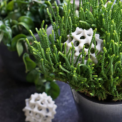 Pollen Sculptures, Set of 10