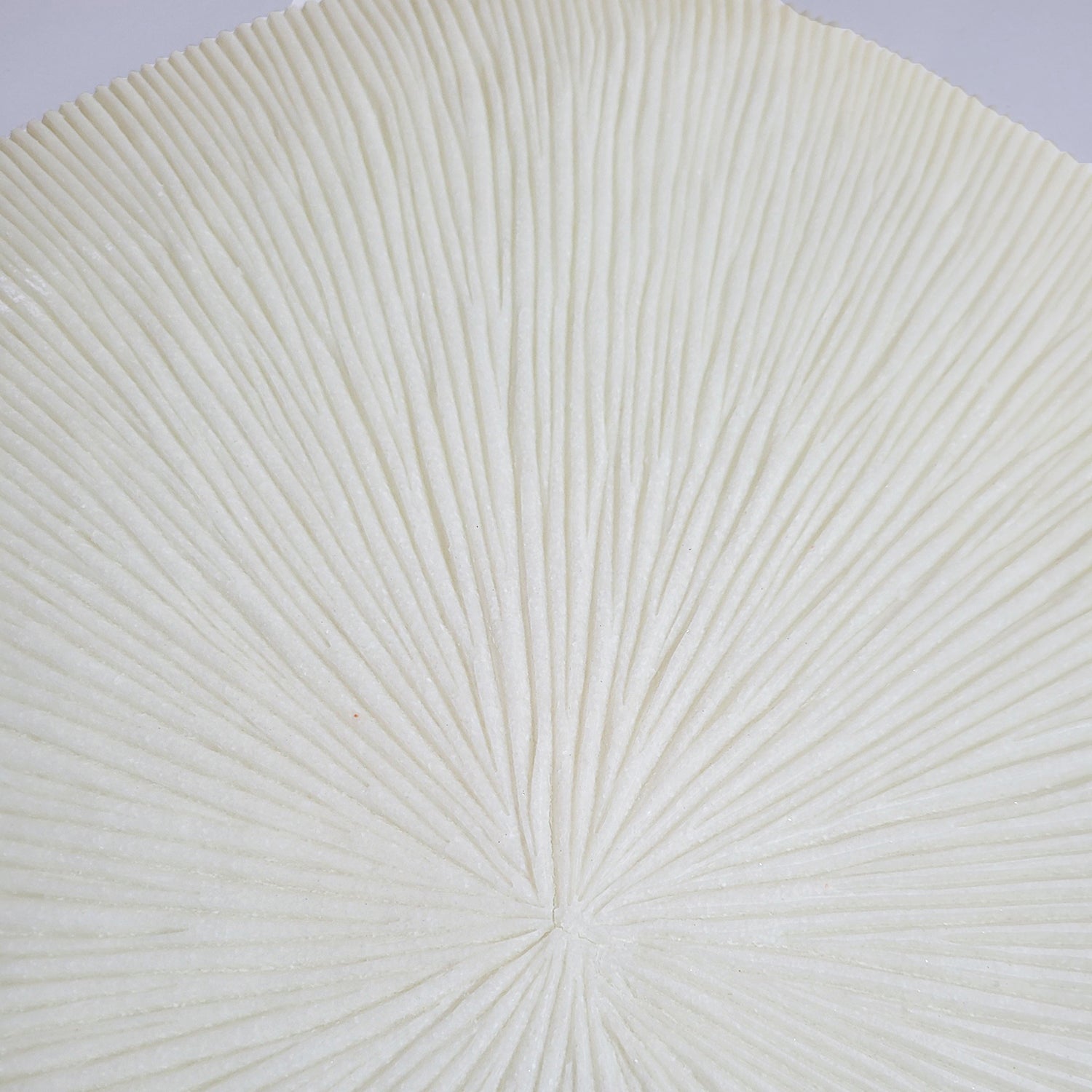 Groove 29&quot;SQ , Cream
