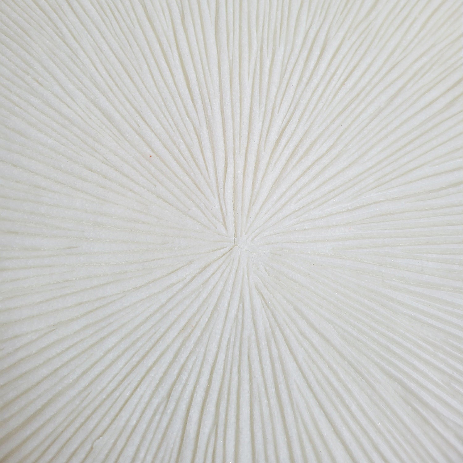 Groove 29&quot;SQ , Cream