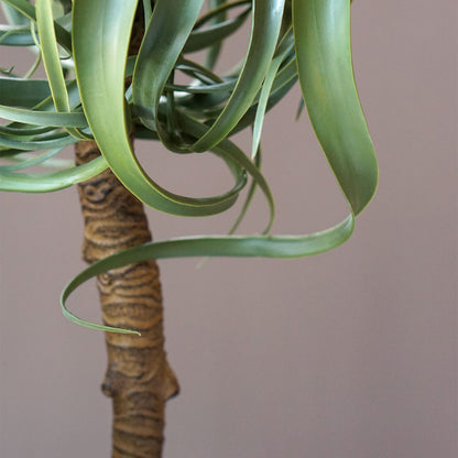 Aloe Tree 23.3&quot;H, potted
