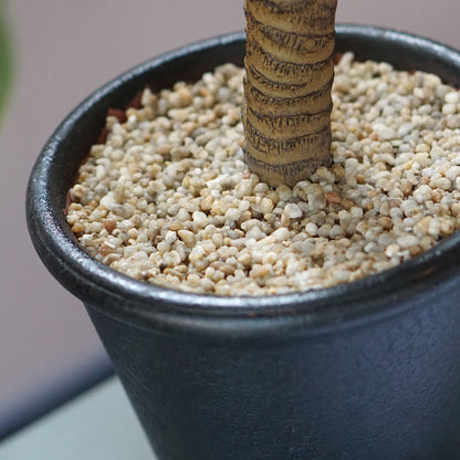Aloe Tree 23.3&quot;H, potted