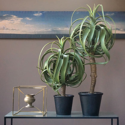 Aloe Tree 23.3&quot;H, potted