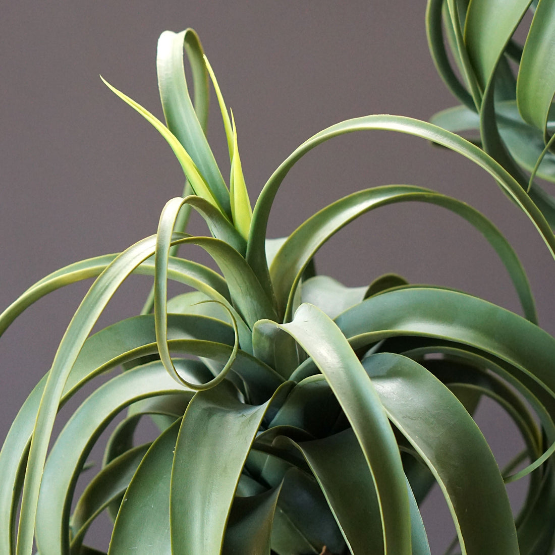 Aloe Tree 32.25&quot;H, potted